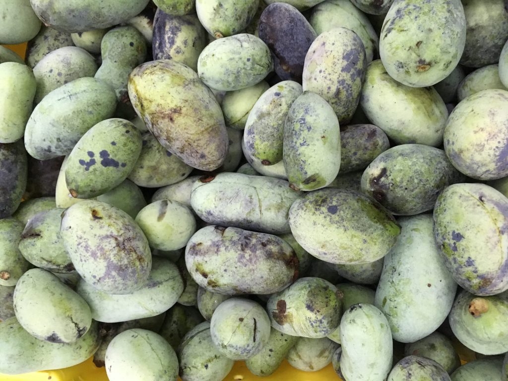 pawpaws!